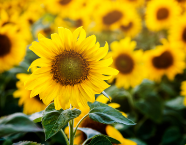 Ce que l’on ne vous a jamais dit sur la lécithine de tournesol