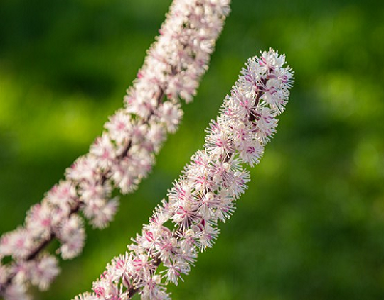 Cimicifuga : quelles sont les propriétés de cette plante ?