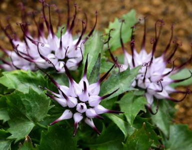 Harpagophytum en gélules bienfaits et posologie