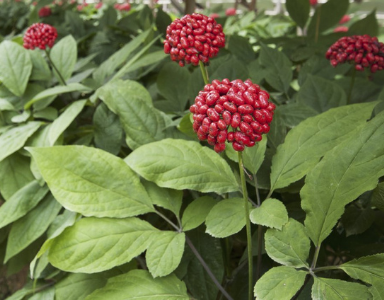 Quels sont les bienfaits du ginseng rouge ?