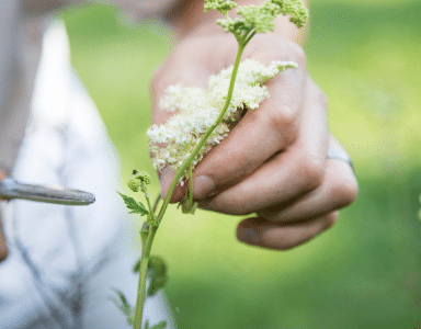 Les bienfaits de la Reine des Prés BIO en complément alimentaire