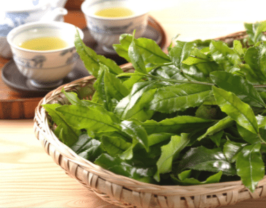 Les bienfaits du Thé Vert BIO en complément alimentaire