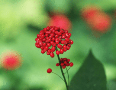 Les bienfaits du Ginseng rouge en complément alimentaire